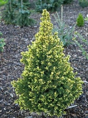 Zuckerhut Fichte Perfecta 40-50cm - Picea glauca
