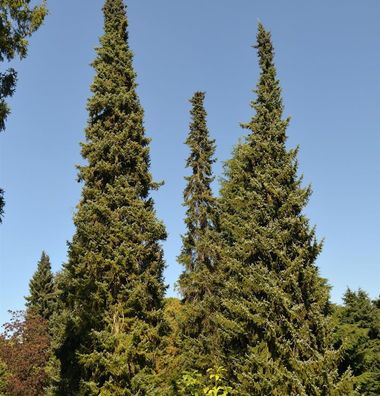 Serbische Fichte 60-80cm - Picea omorika