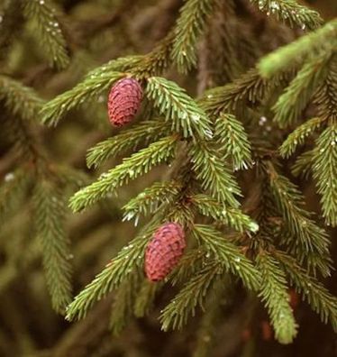 Kaukasus Fichte Sapindus Fichte 30-40cm - Picea Orientalis