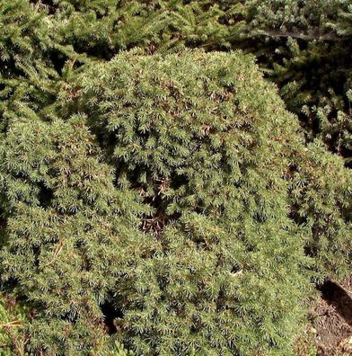 Igel Fichte 25-30cm - Picea abies