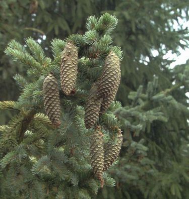 Alcocks Fichte 40-50cm - Picea bicolor