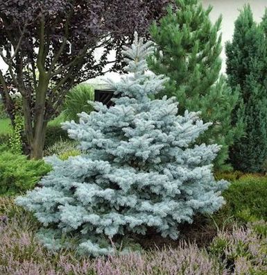 Ediths Blaufichte 40-50cm - Picea pungens