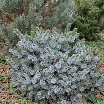 Stechfichte Silberzwerg 40-50cm - Picea sitchensis