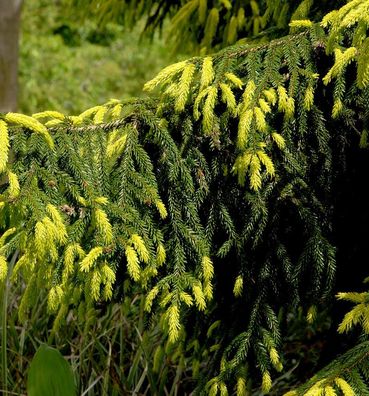Goldspitzen-Fichte Aureaospicata 50-60cm - Picea orientalis