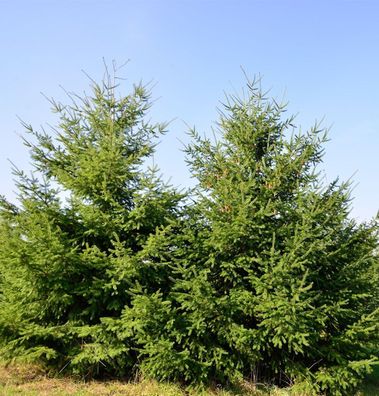 Douglasfichte 80-100cm - Pseudotsuga menziesii