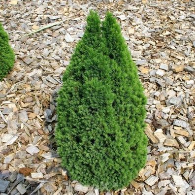 Zwerg Zuckerhutfichte Laurin 50-60cm - Picea glauca