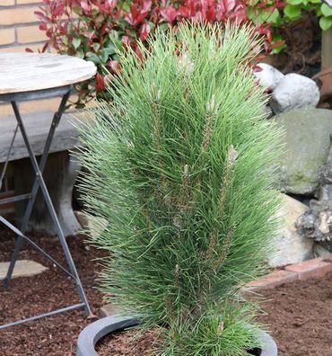 Schwarzkiefer Green Tower 15-20cm - Pinus nigra
