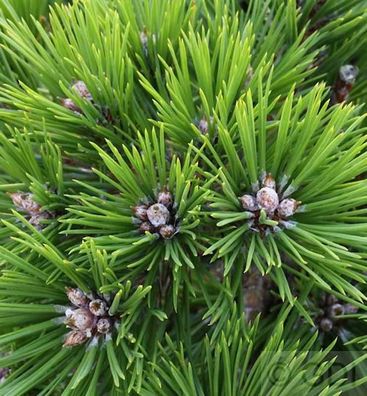 Japanische Rotkiefer Low Glow 15-20cm - Pinus densiflora
