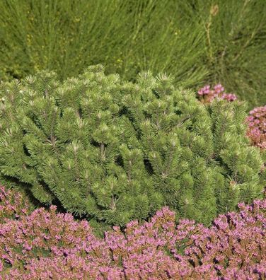 Krummholz Kiefer 30-40cm - Pinus mugo mughus