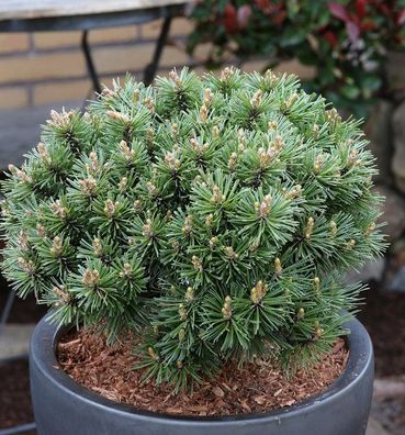 Zwerg Bergkiefer Benjamin 25-30cm - Pinus mugo
