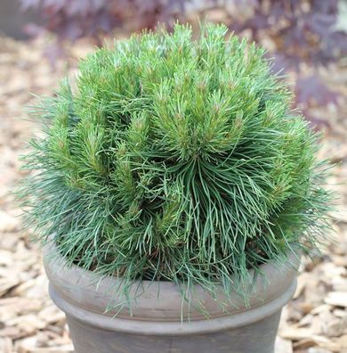 Kompakte Kugelkiefer Varella 25-30cm - Pinus mugo