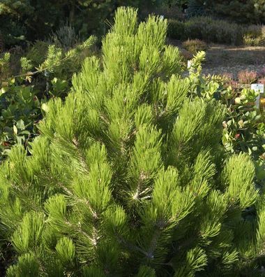 Zwerg Schlangenhautkiefer Zwerg Panzerkiefer 20-25cm - Pinus heldreichii Compact Gem