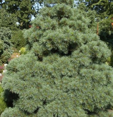 Die Zwergseidenkiefer Macopin 25-30cm - Pinus strobus