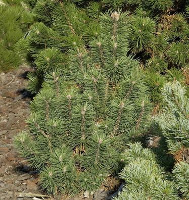 Kegel Bergkiefer 25-30cm - Pinus mugo