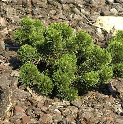 Bizarre Zwerg Kiefer Jakobsen 25-30cm - Pinus mugo