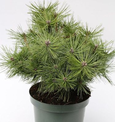 Japanische Rotkiefer Jane Kluis 25-30cm - Pinus densiflora