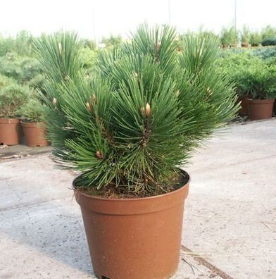 Kompakte Schlangenhautkiefer Dem Ouden 25-30cm - Pinus leucodermis