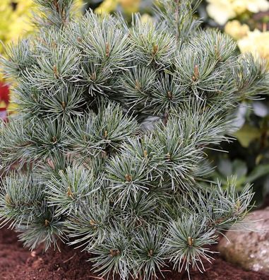 Japanische Zwergmädchenkiefer 30-40cm - Pinus parviflora