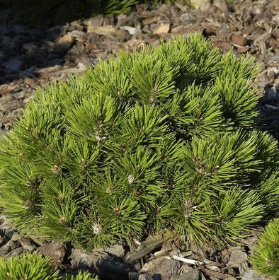 Zwerg Schlangenhaut Kiefer Schmidt 20-25cm - Pinus leucodermis