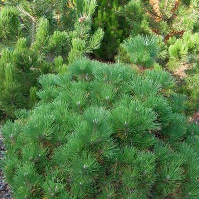 Japanische Schwarzkiefer Maijima 20-25cm - Pinus thunbergii