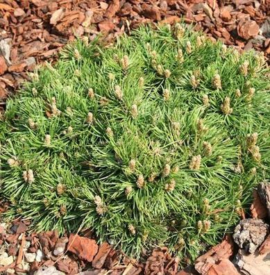 Zwerg Hakenkiefer Grüne Welle 20-25cm - Pinus uncinata
