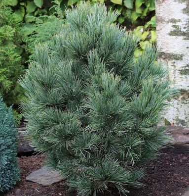 Zirbelkiefer 30-40cm - Pinus cembra