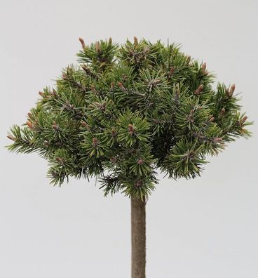 Hochstamm Zwerg Bergkiefer Benjamin 60-80cm - Pinus mugo