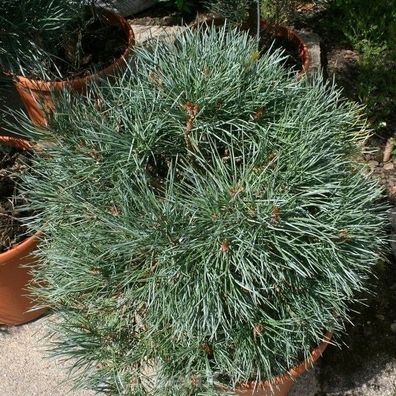 Blaue flache Zwerg Kiefer Chantry Blue 30-40cm - Pinus sylvestris