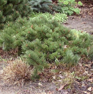 Flache Zwerg Kiefer Krauskopf 25-30cm - Pinus mugo