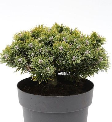 Zwerg Kiefer Sherwood Compact 25-30cm - Pinus mugo