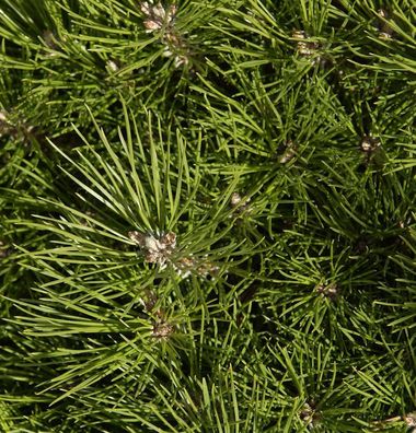 Hochstamm Schwarzkiefer Bambino 40-60cm - Pinus nigra