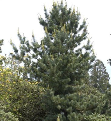 Mädchenkiefer Tempelhof 40-50cm - Pinus parviflora