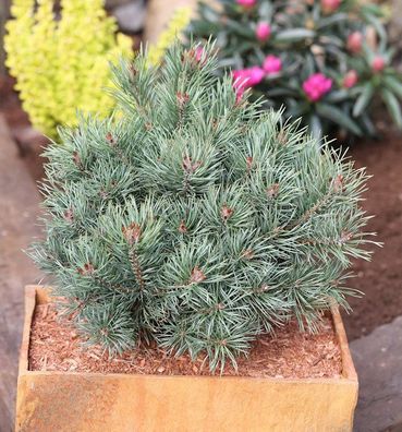 Blaue Zwerg Kiefer Martham 30-40cm - Pinus sylvestris