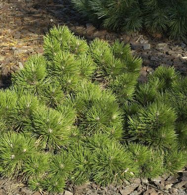 Zwerg Schwarzkiefer Hornibrookiana 30-40cm - Pinus nigra