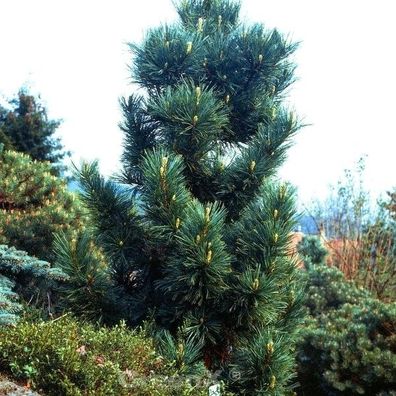 Blaue Koreakiefer 40-60cm - Pinus koraiensis