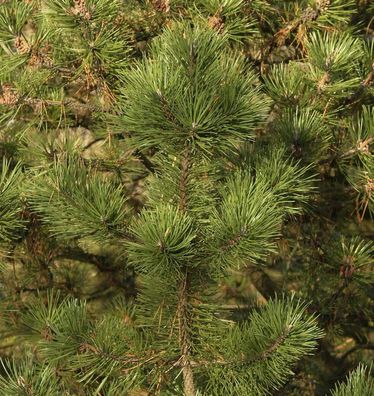 Hakenkiefer Attila 40-50cm - Pinus uncinata