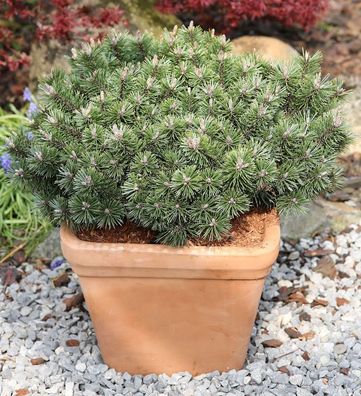 Zwerg Strauchkiefer Noack 40-50cm - Pinus mugo