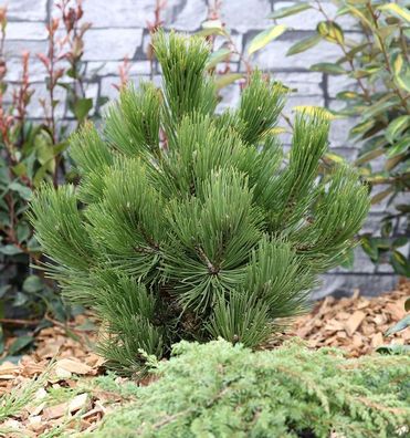 Schlangenhautkiefer Panzerkiefer Compacta 40-50cm - Pinus leucodermis