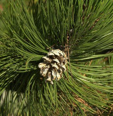 Schlangenhautkiefer Panzerkiefer 50-60cm - Pinus heldreichii