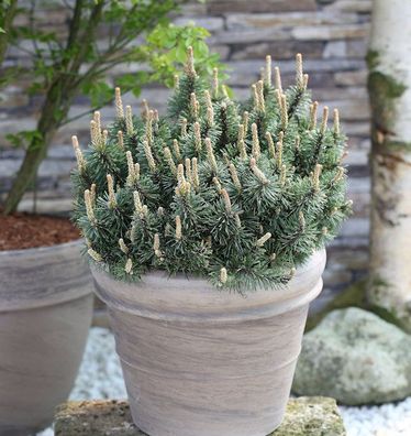 Zwergkiefer Humpy 40-50cm - Pinus mugo