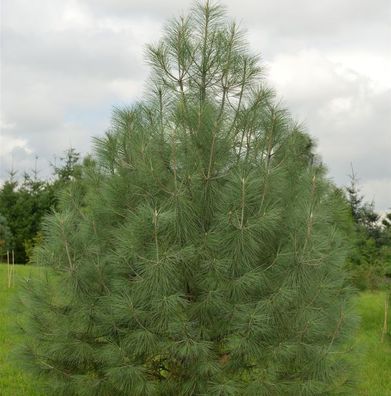 Weißkiefer 50-60cm - Pinus sabiniana