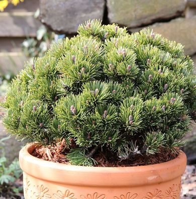 Zwerg Kiefer Picobello 40-50cm - Pinus mugo