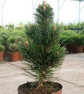 Schlangenhautkiefer Helmers Japan 50-60cm - Pinus leucodermis