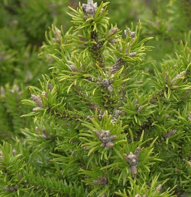 Banks Kiefer Kimmerholz 80-100cm - Pinus banksiana