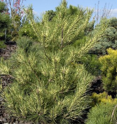 Japanische Rotkiefer Oculus Draconis 70-80cm - Pinus densiflora