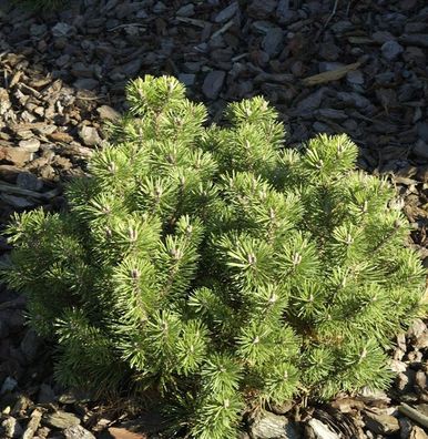 Kugelkiefer Mops 50-60cm - Pinus mugo