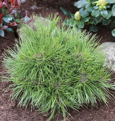 Zwergschwarzkiefer Marie Bregeon 40-50cm - Pinus nigra