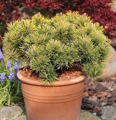 Wintergelbe Zwergbergkiefer 70-80cm - Pinus mugo