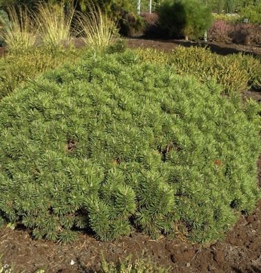 Zwerg Kiefer Mini Mops 50-60cm - Pinus mugo