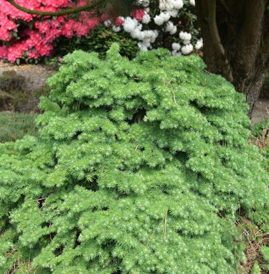 Japanische Lärche Little Boogle 30-40cm - Larix kaempferi